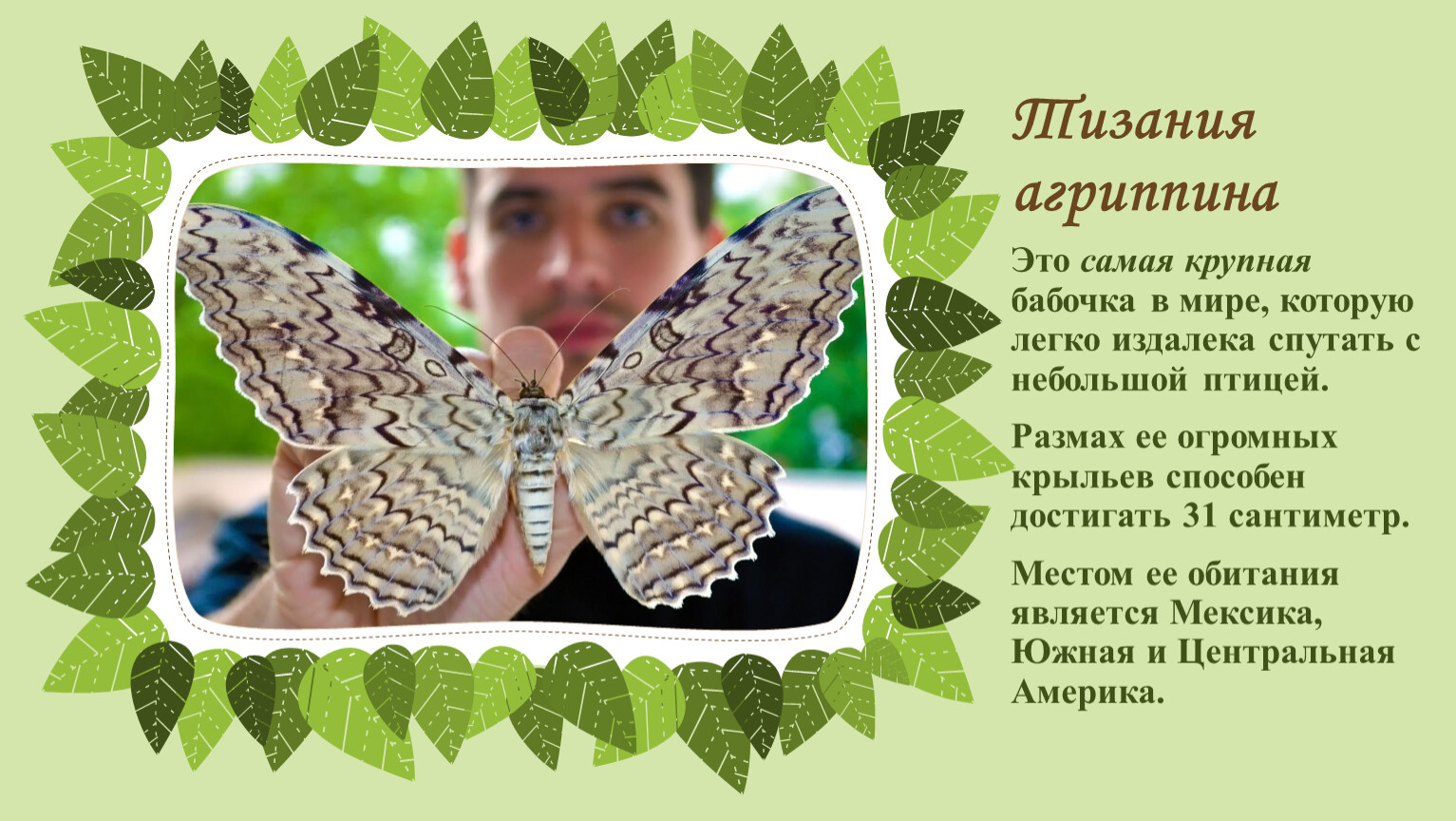 10 самых больших в мире бабочек (с фото) | vivareit
