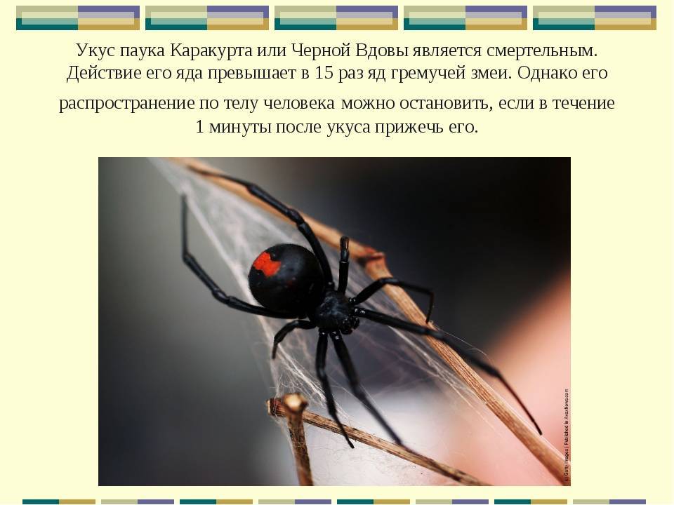 Паук каракурт – опасный паук из рода черных вдов. описание и фото паука каракурта