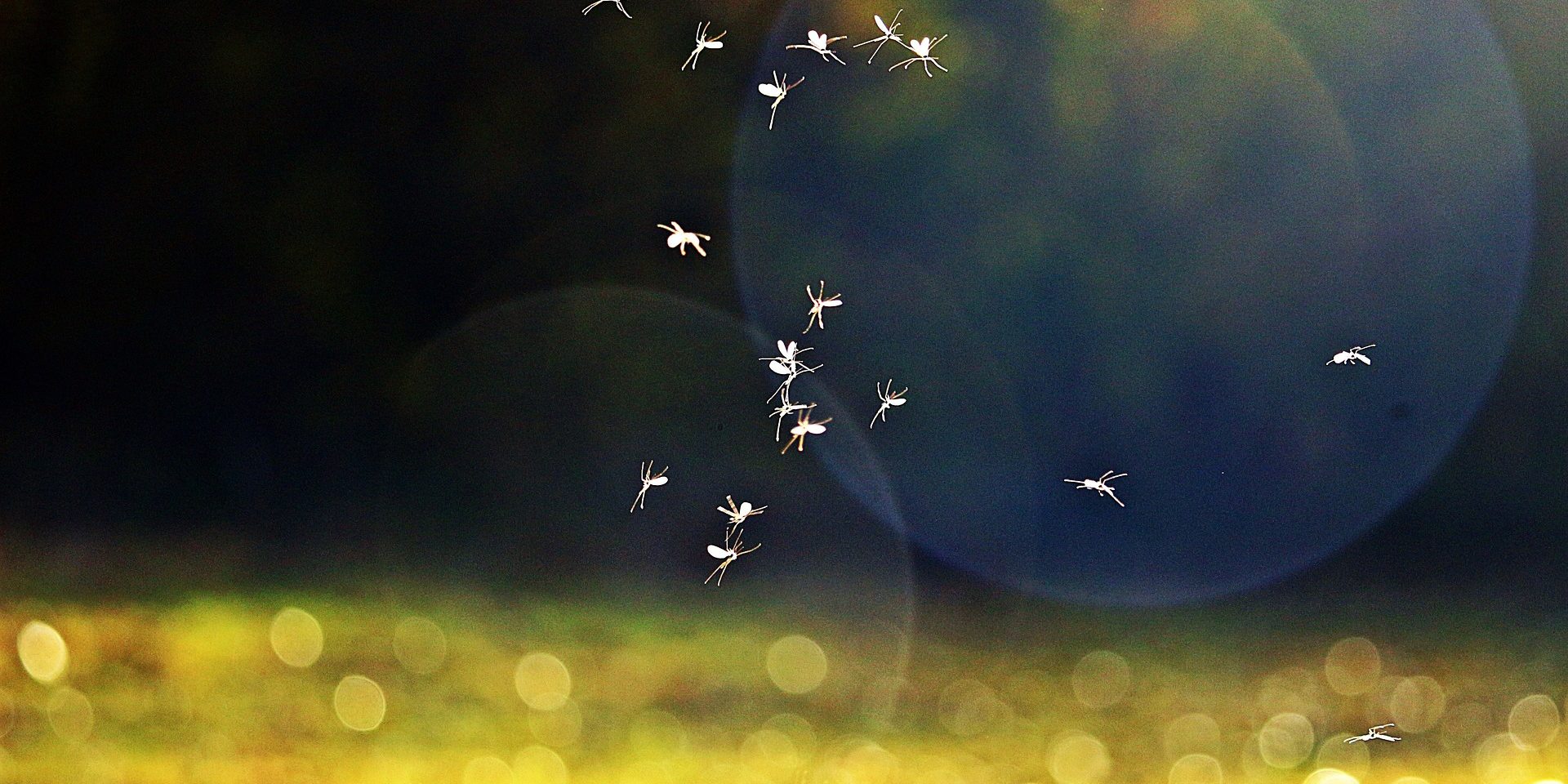 Как видят комары и что их привлекает к человеку