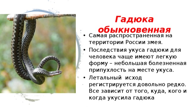 Укус гадюки первая помощь: противоядие от укуса гадюки: опасен ли укус гадюки | parnas42.ru