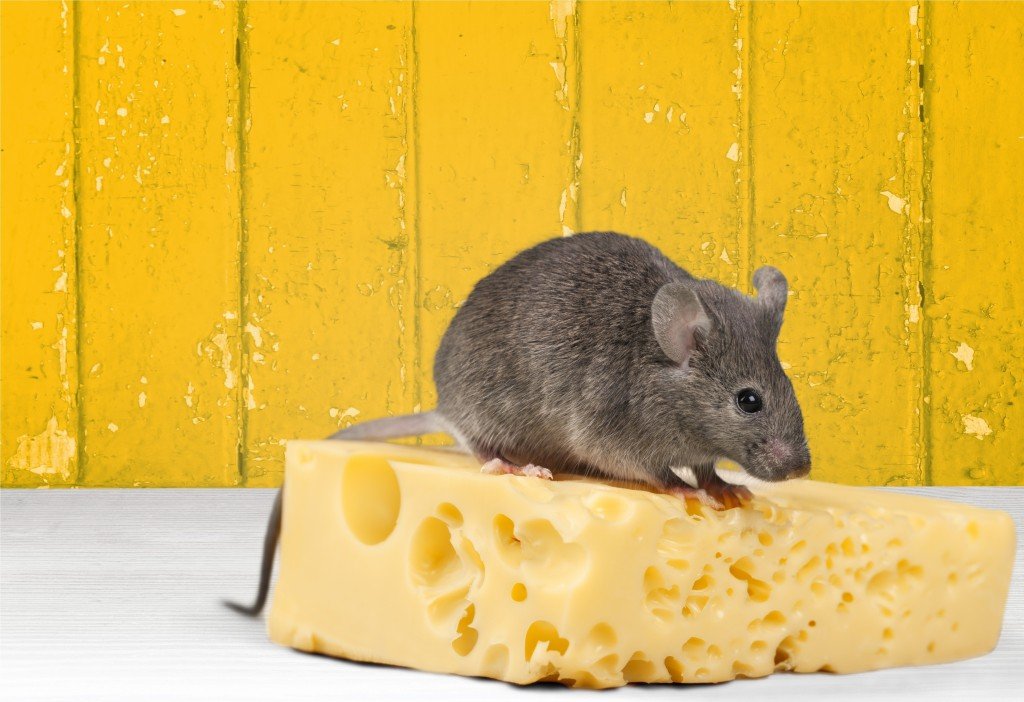 Что едят мыши в домашних условиях и в природе