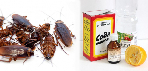 16 эффективных народных средств от тараканов в квартире и частном доме – легкая борьба в домашних условиях