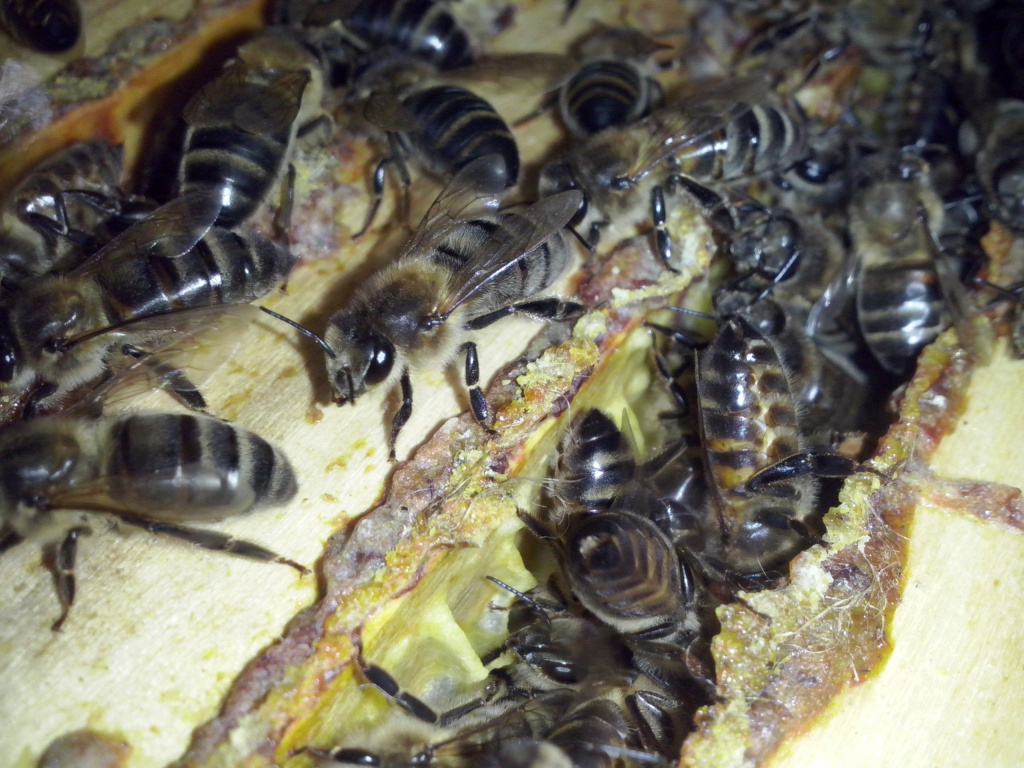 Породы пчел - описание самых продуктивных и популярных медоносных пород (100 фото)