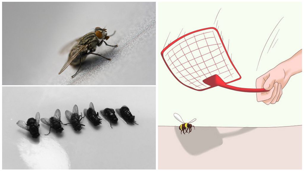 Как убить муху: советы и способы борьбы в квартире и доме / как избавится от насекомых в квартире
