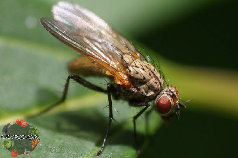 Морковная муха и как с ней бороться