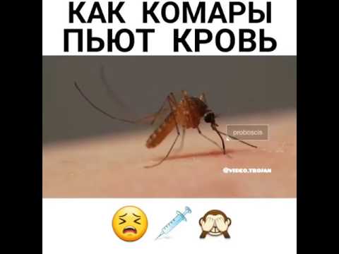 Почему и зачем комары пьют кровь