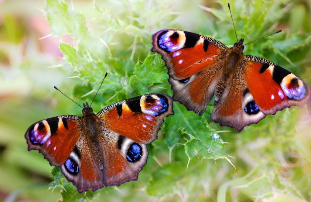 Бабочка «павлиний глаз» — порхающее чудо!