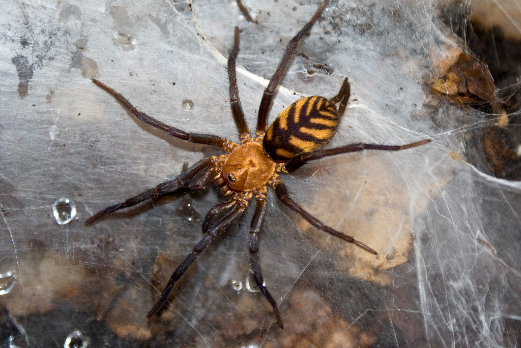 Пауки Крыма – подборка фото самых интересных и опасных паукообразных