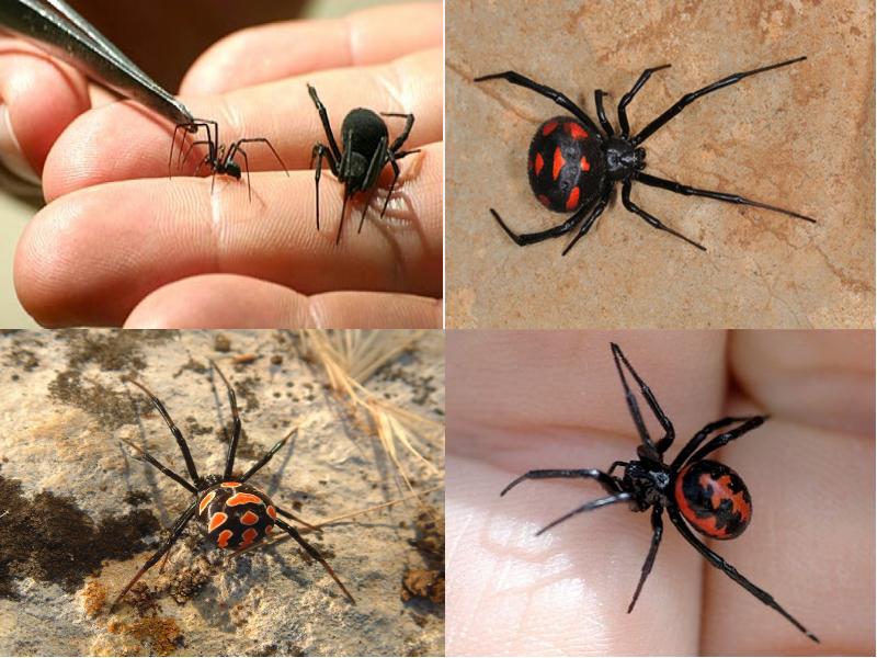 Описание и фото паука черная вдова