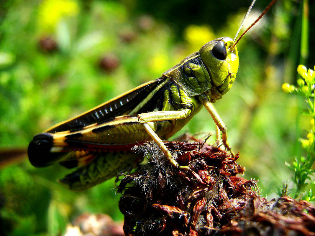 Сверчок насекомое. образ жизни и среда обитания сверчка