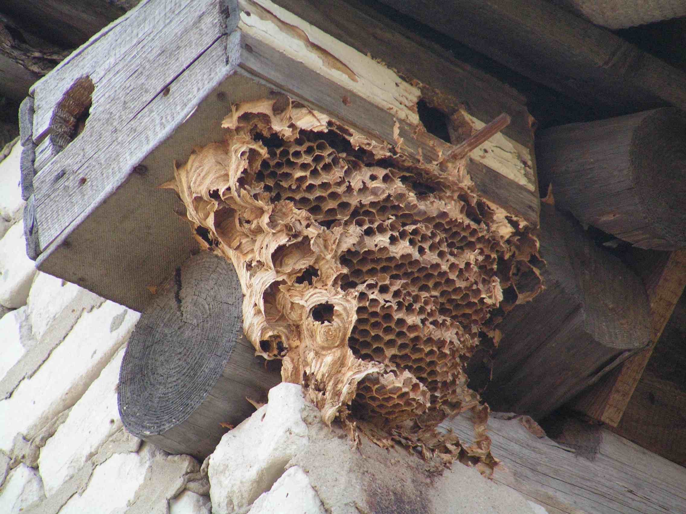 Пчелы-плотники — чем опасны и как от них избавиться?