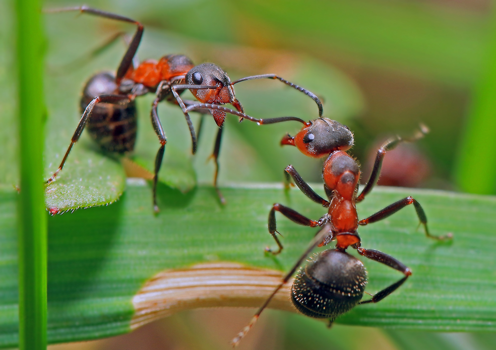 Как выглядят лесные муравьи фото