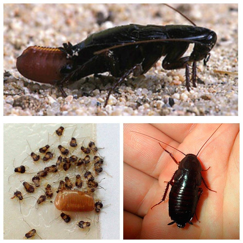 Разновидности домашних тараканов