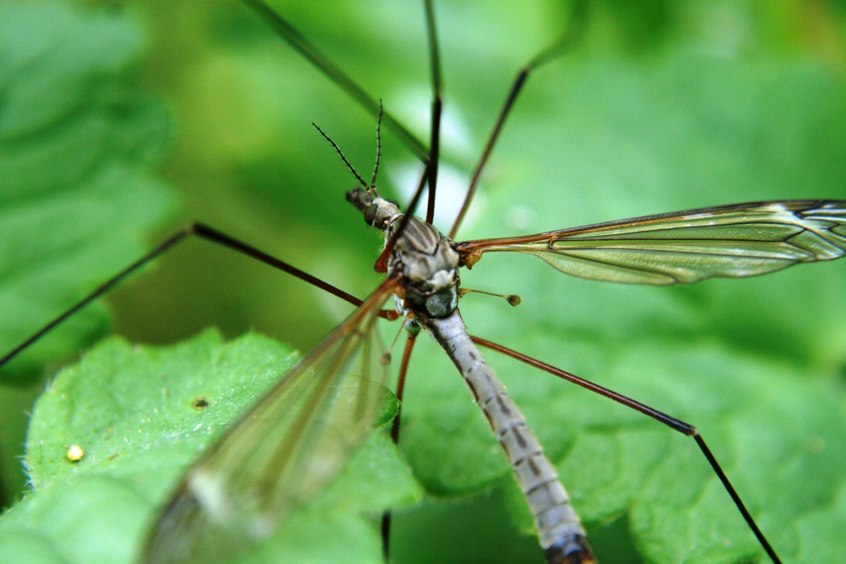 Большие комары с длинными ногами (долгоножки)