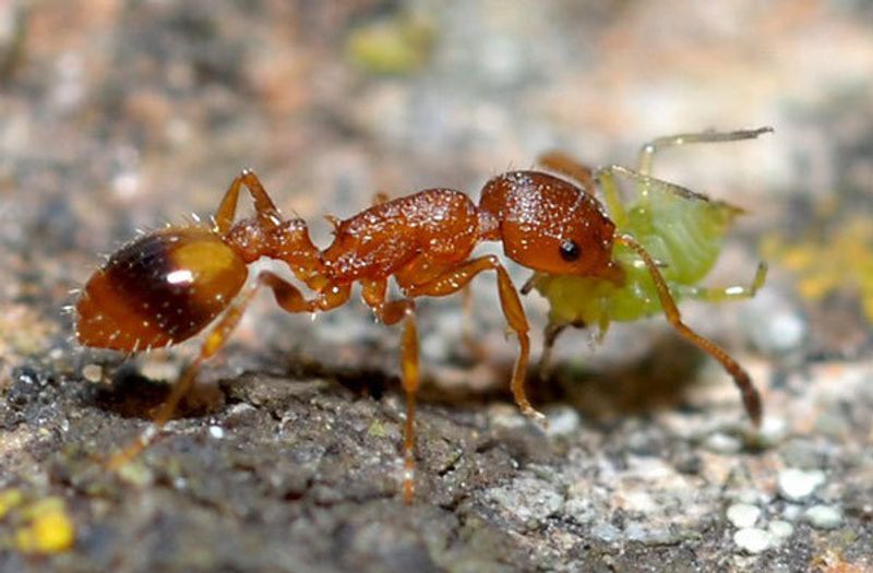 Виды муравьев: бульдоги, жнецы, фараоновы, древоточцы и другие