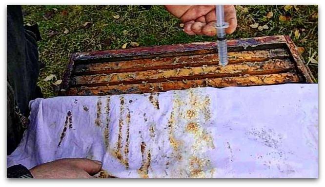 Клещ varroa и как лучше с ним бороться без химии