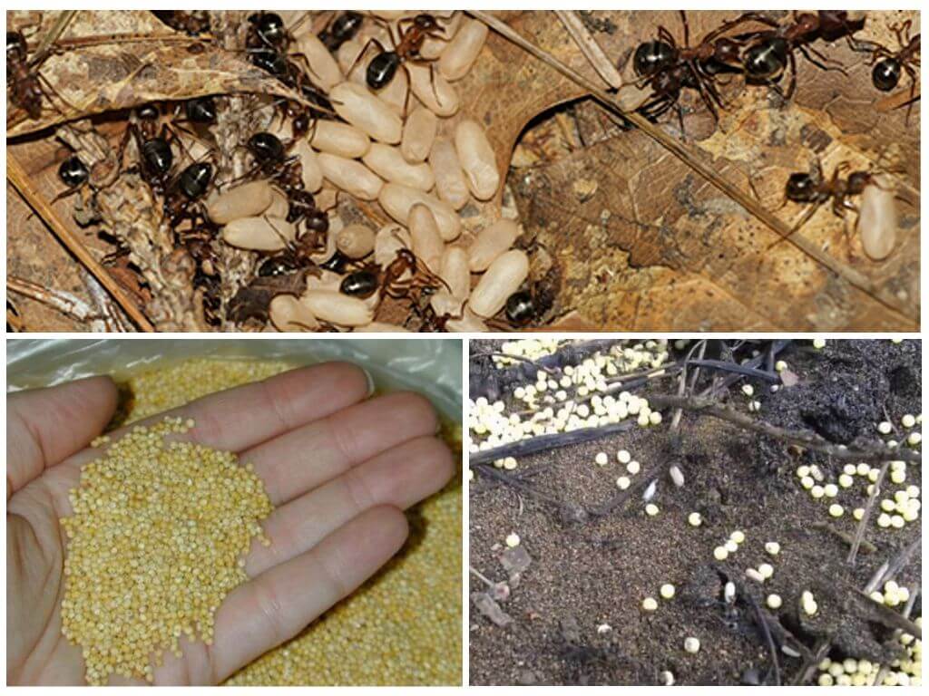 Пшено от муравьёв: экологичный метод избавиться от надоедливых насекомых – дачные дела
