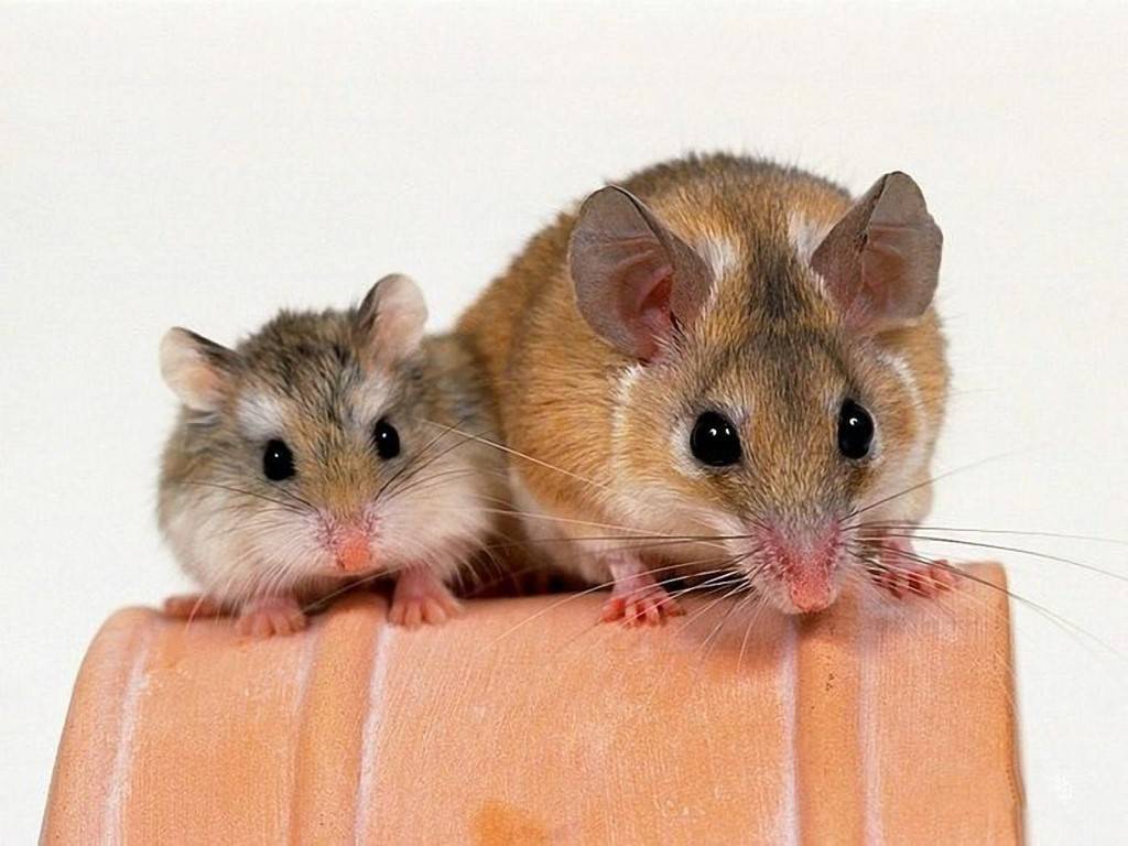 Хомяк или крыса, кому отдать предпочтение в выборе домашнего грызуна