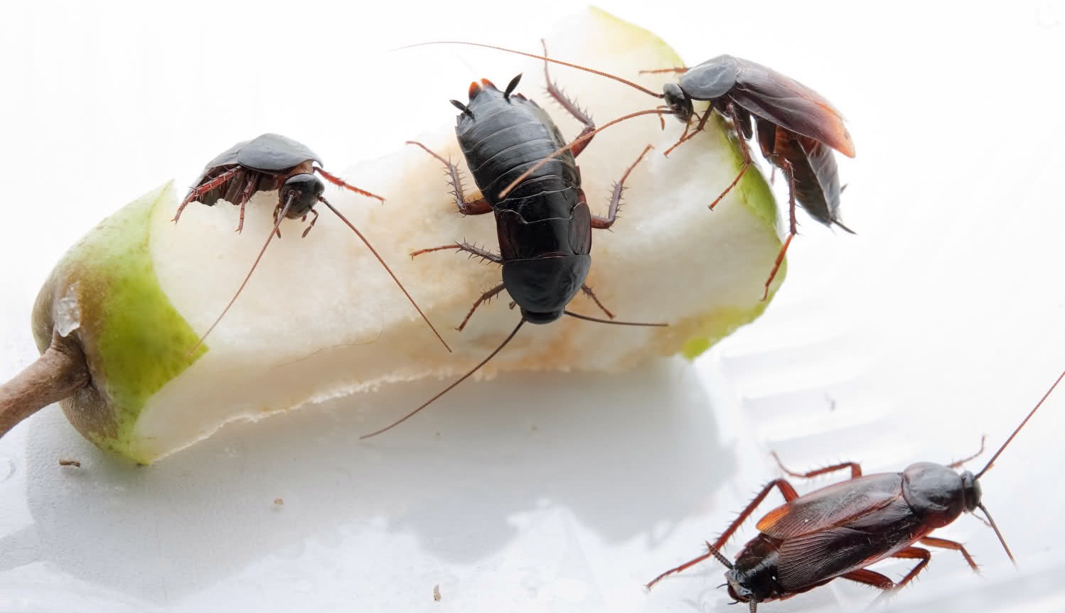 Черные тараканы в квартире – откуда берутся и как избавиться