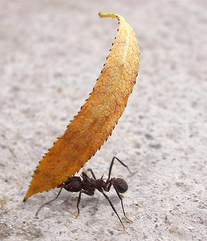 Насекомые с четырьмя лапами. сколько ног у муравья: основные признаки насекомого