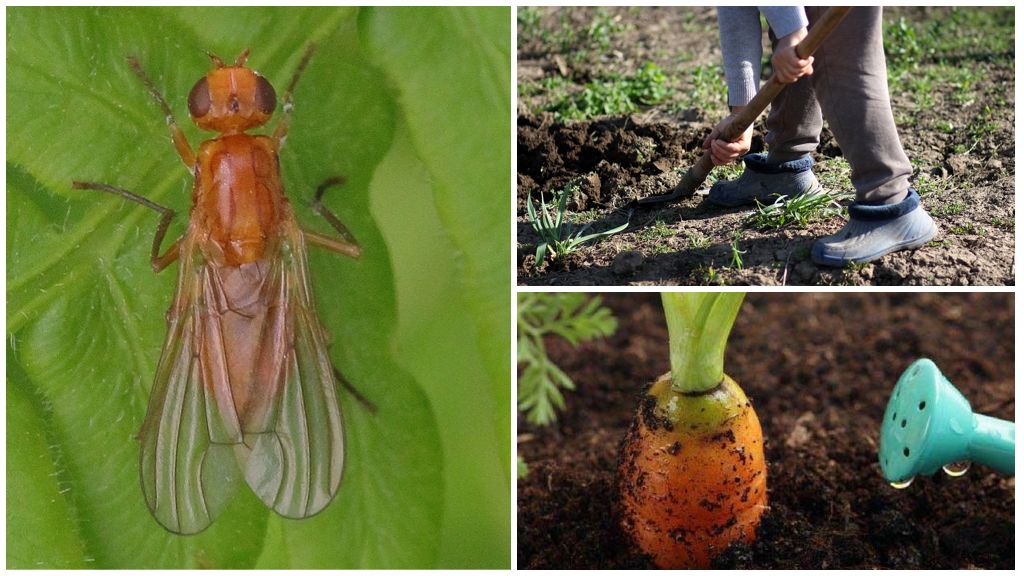 Морковная муха: как с ней бороться, чем обработать, народные средства