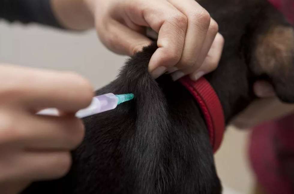 Вакцинация собак против клещей
