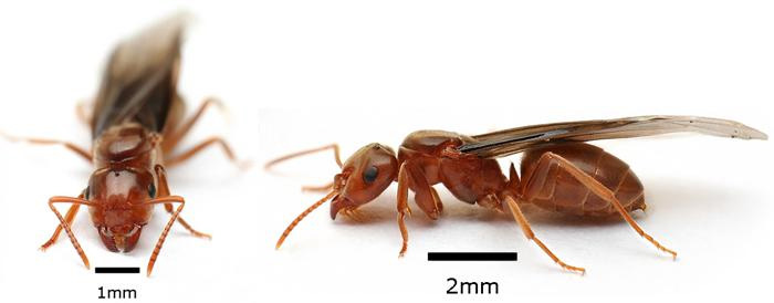 Почему муравьи летают
