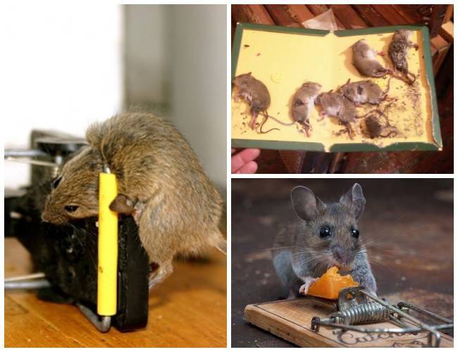 Как и чем вывести крыс из частного дома за 1 день?