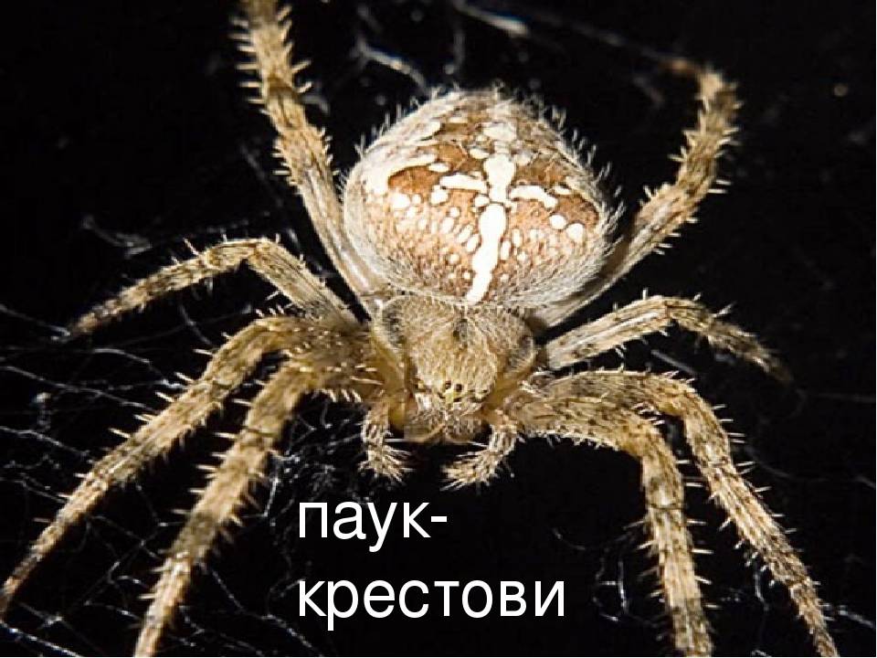 Описание и фото паука крестоносца. опасен ли для человека паук крестоносец – среда обитания и разновидности насекомого