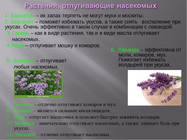 Комнатные цветы от моли - названия растений и эфирных масел, отпугивающих моль