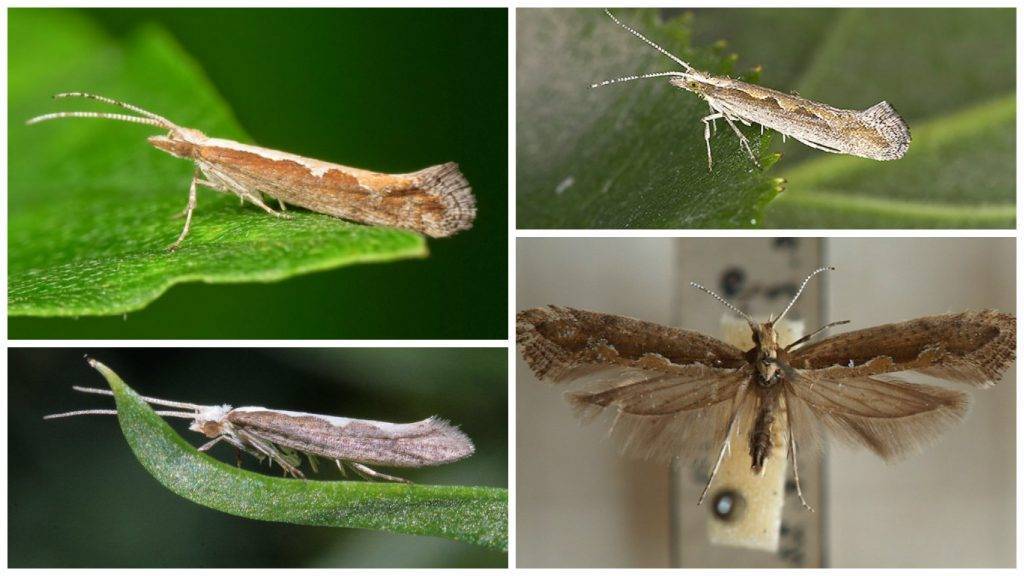 Луковая муха: как избавиться от нее и защитить свой урожай?