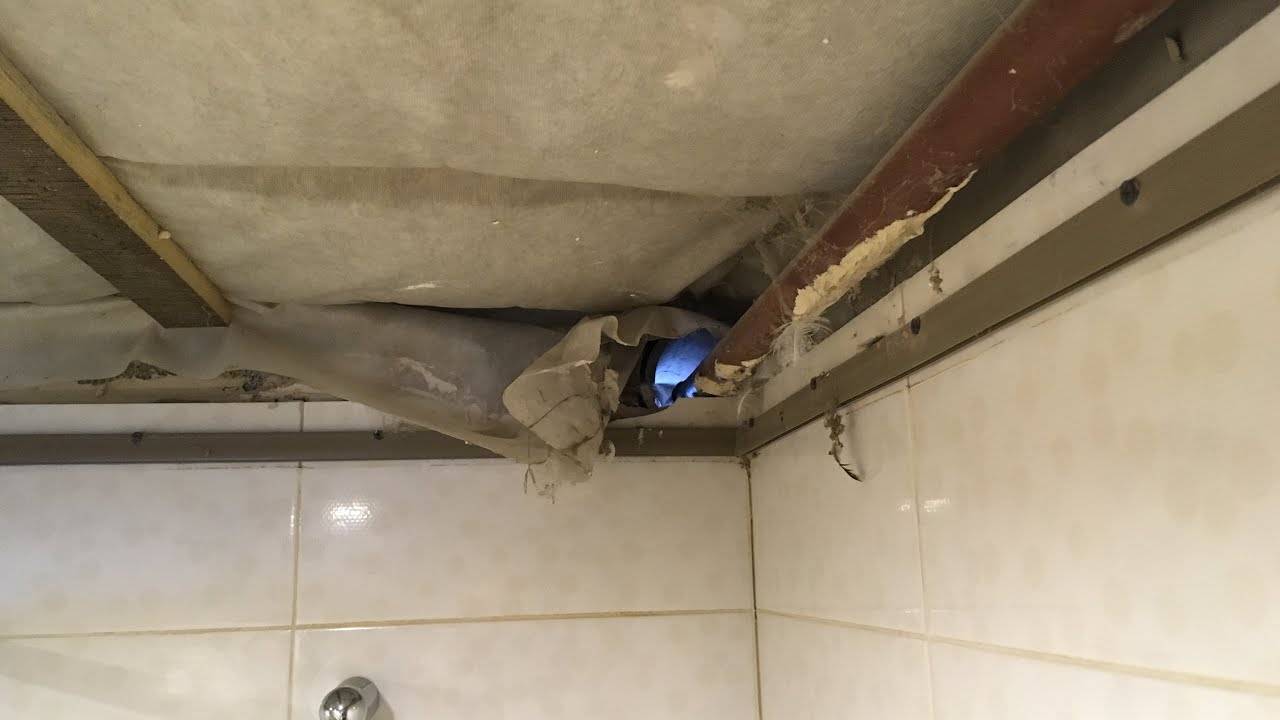 Как избавиться от мышей под натяжным потолком