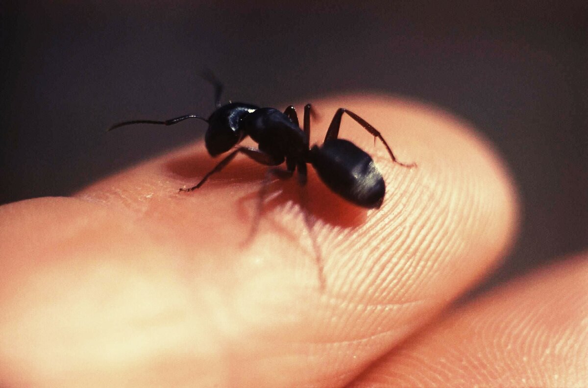 Летучие муравьи в доме: как избавиться