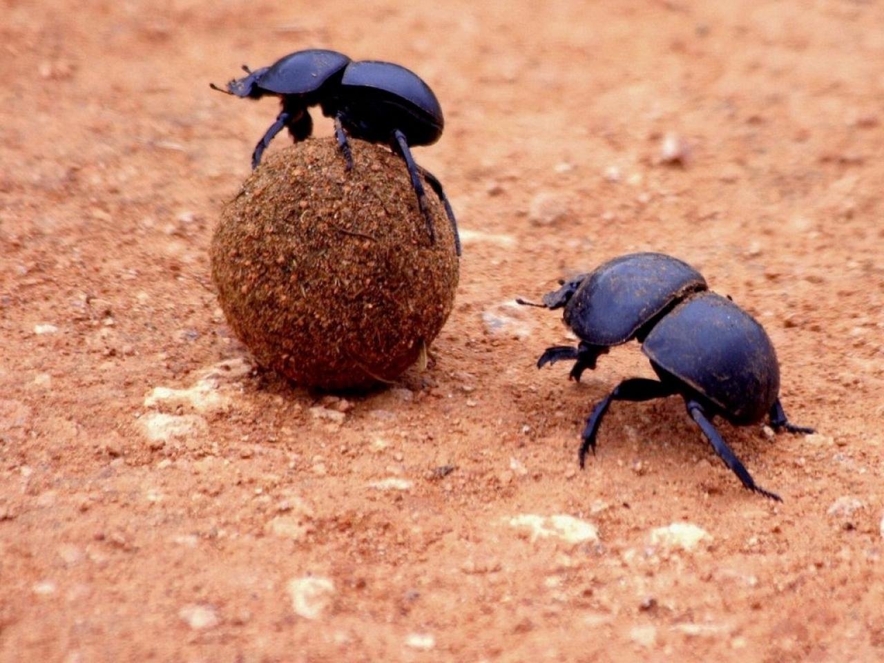 Жук навозник. образ жизни и среда обитания жука навозника | животный мир