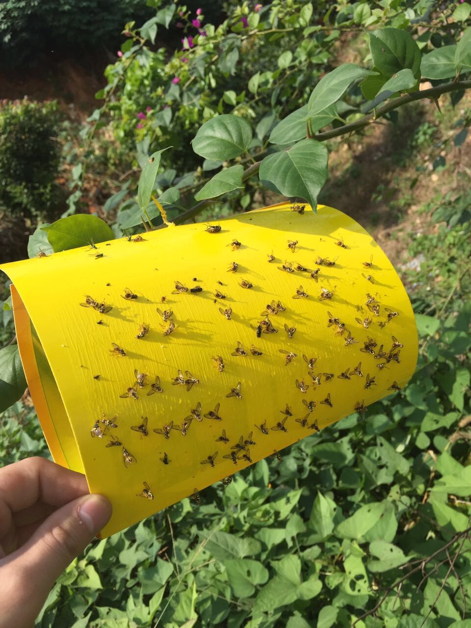 Как сделать ловушки для мух: варианты мухоловок, от клеевых до электрических