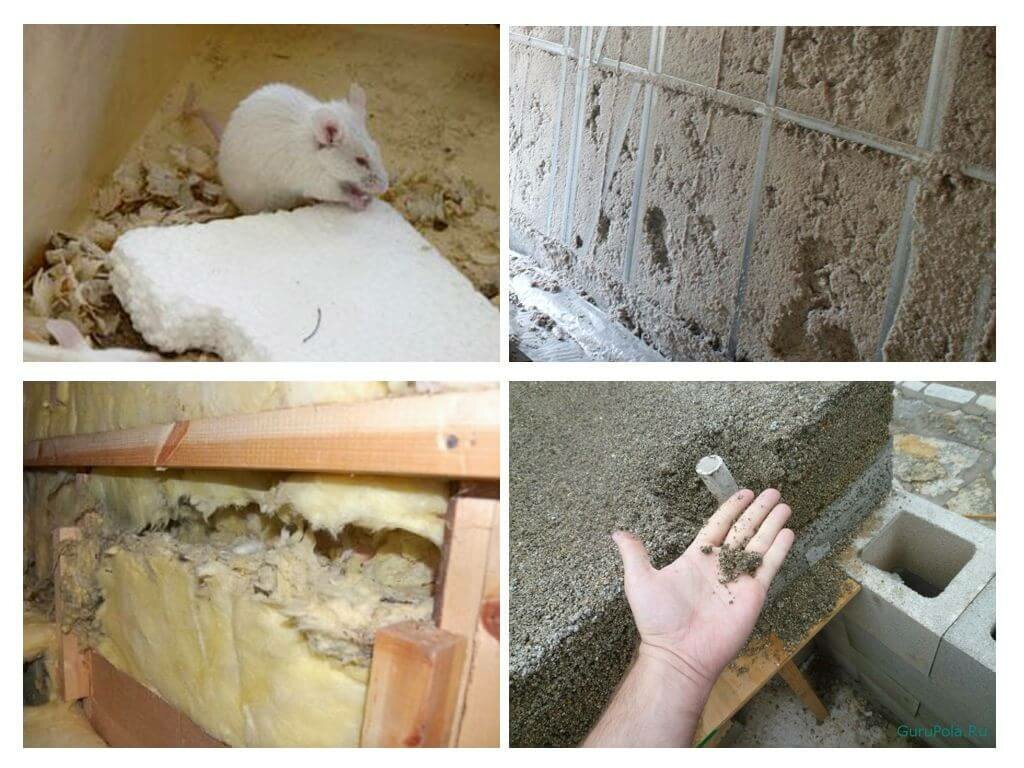 Какой утеплитель не грызут мыши и крысы, уцелеет ли монтажная пена, стекловата и другие материалы?