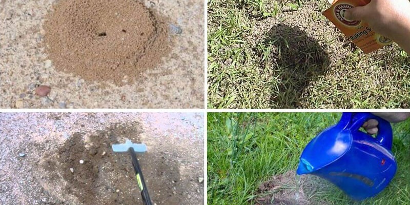 Как избавиться от муравьев на своем садовом участке