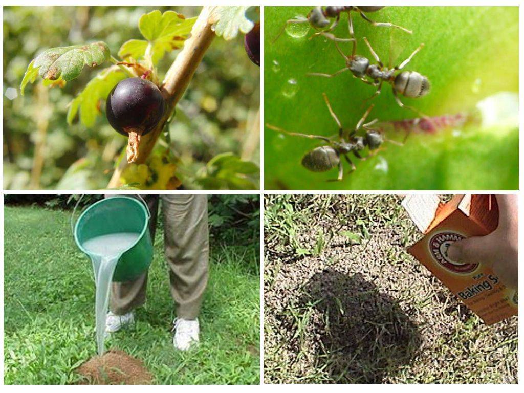 Муравьи и тля на смородине: как от них избавиться, методы профилактики, способы обработки листьев