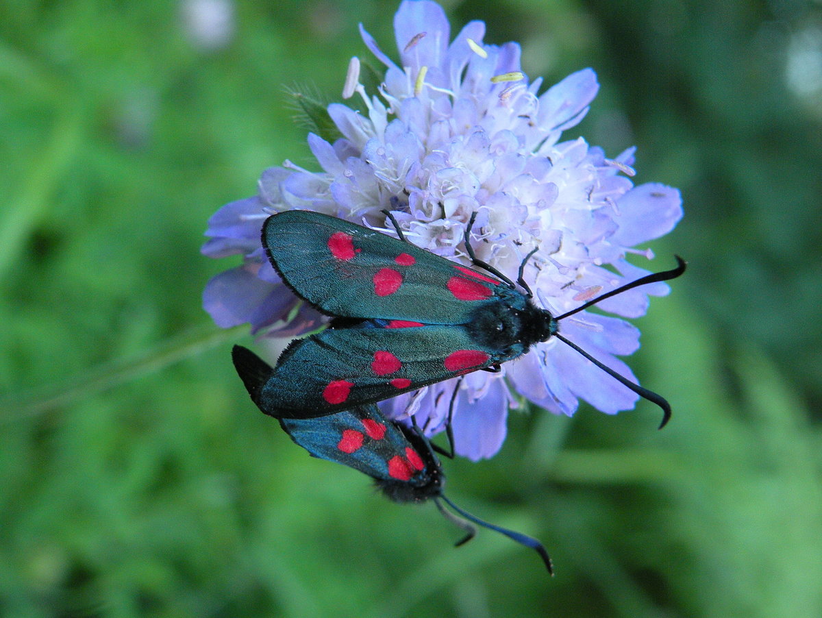 Бабочка пестрянка - описание, среда обитания, виды