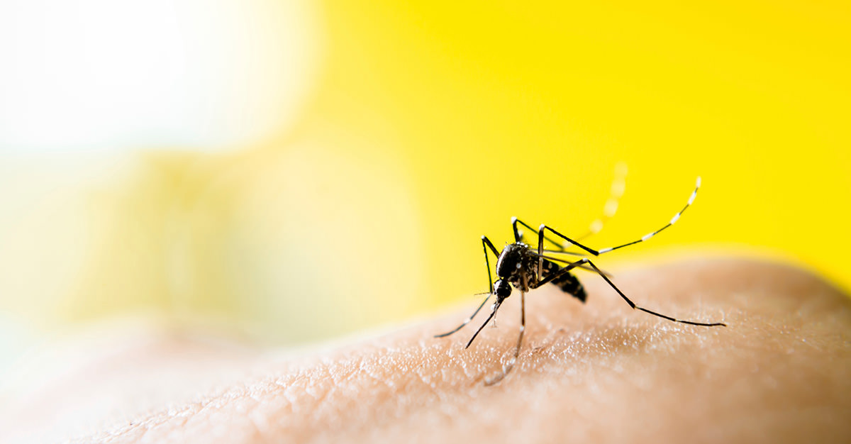 Какую группу крови любят комары — nasekomie
