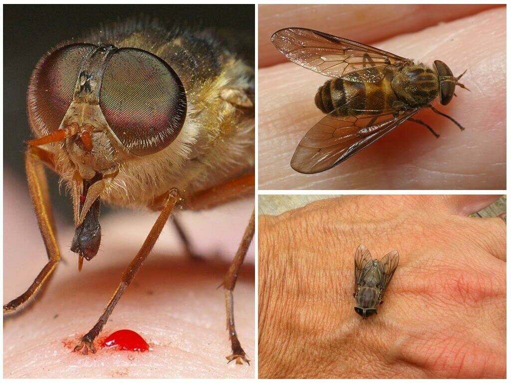 Питание домашних мух: как продукты предпочитают насекомые?