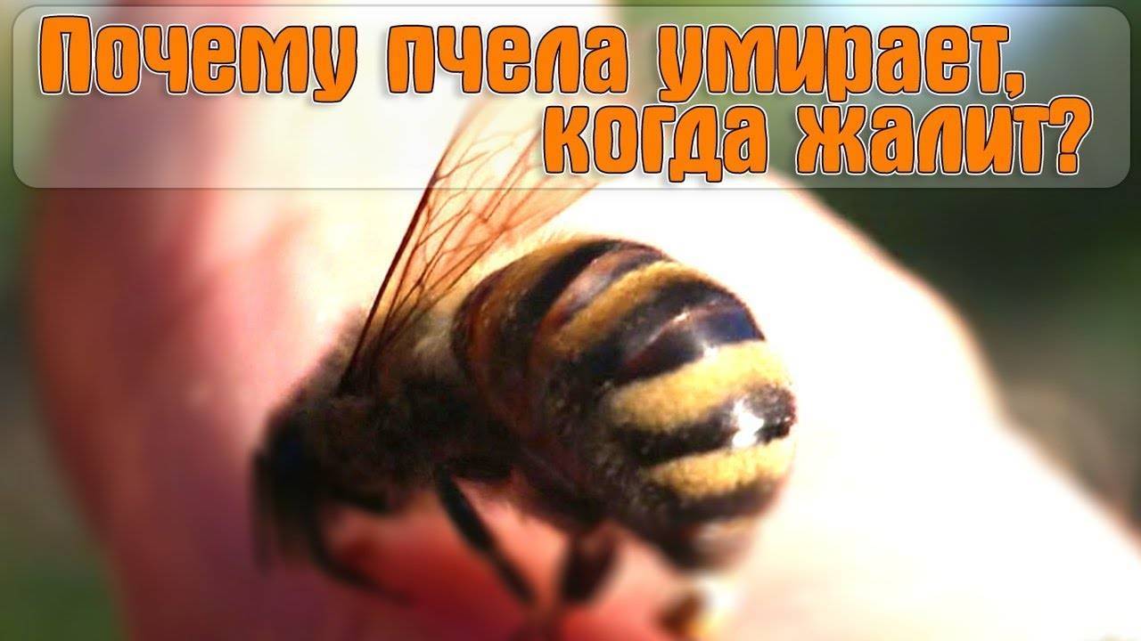 Кто умирает оса или пчела после укуса