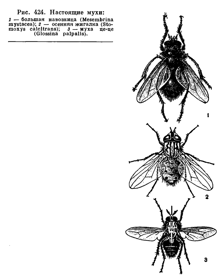 Эволюция мухи. Муха жигалка размножение. Муха жигалка цикл развития. Цикл развития двукрылых. Жизненный цикл мухи Жигалки.