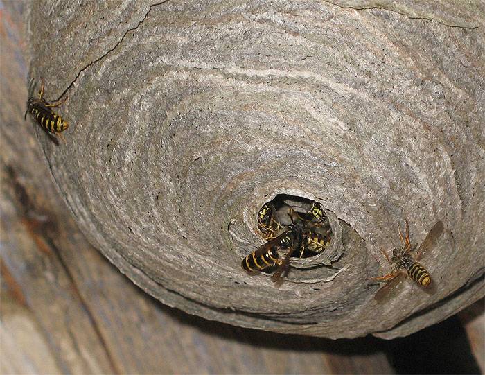 Где зимуют и чем питаются осы? / как избавится от насекомых в квартире