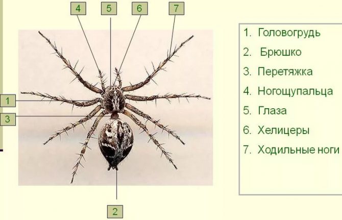 Ноги пауков, разновидности конечностей, виды членистоногих в россии, ядовитые особи