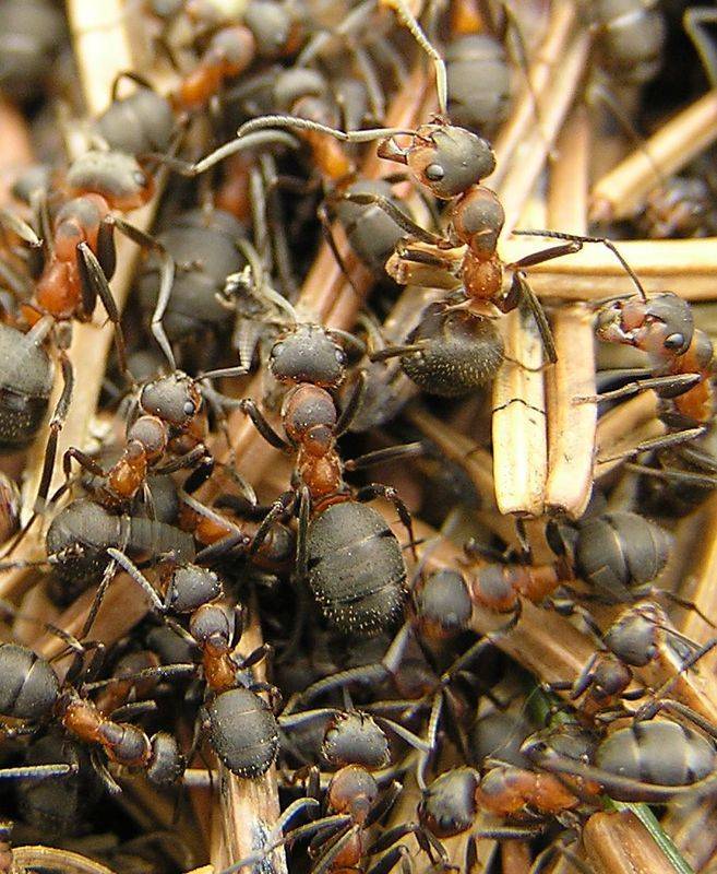 Продолжительность жизни муравьев по видам: от чего зависит срок жизни