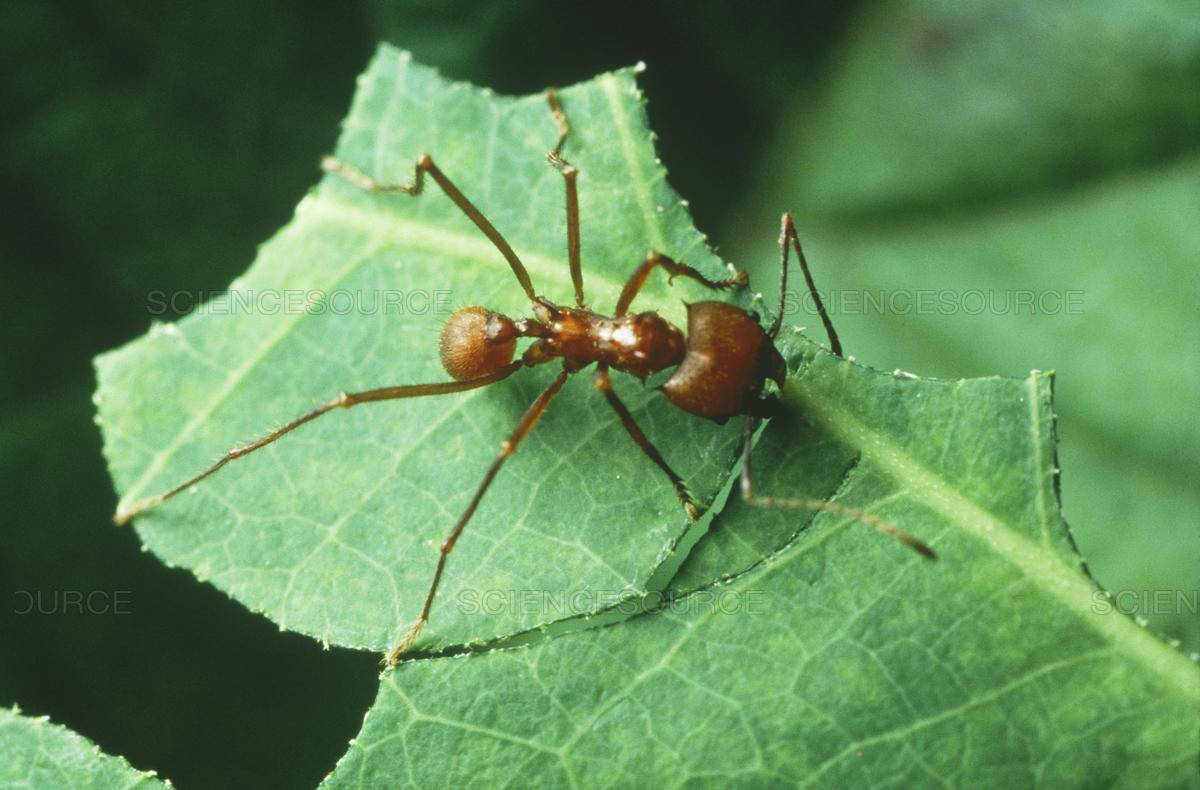 Муравьи. устройство муравейника, враги, защита, образ жизни