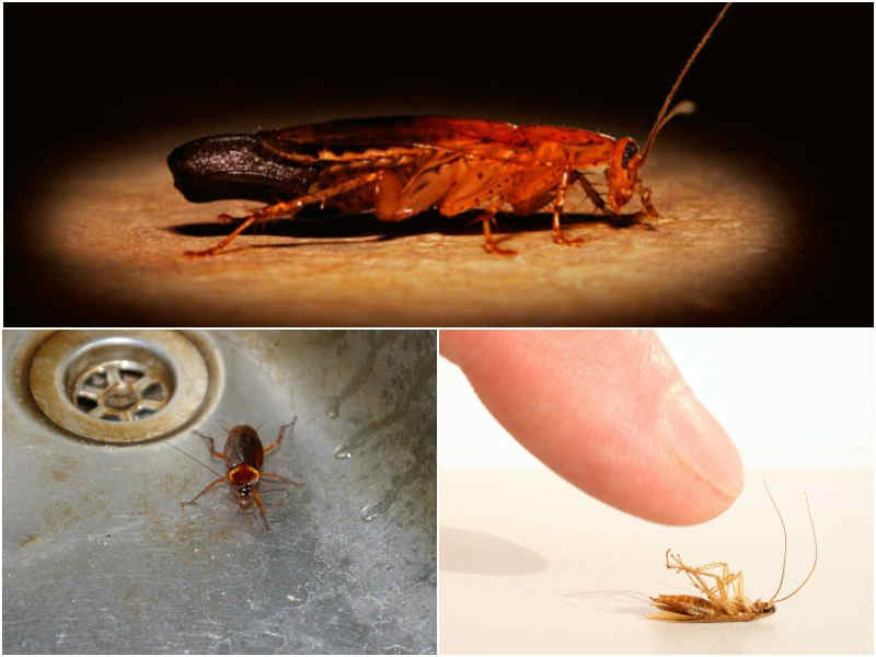 Боятся ли тараканы соли. так что не любят тараканы - бытовые средства. преимущества и недостатки борной кислоты.