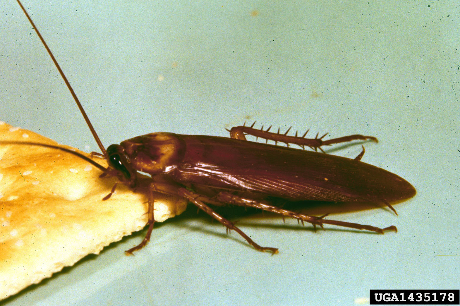 Чем опасны тараканы: какой от них вред и какие болезни переносят