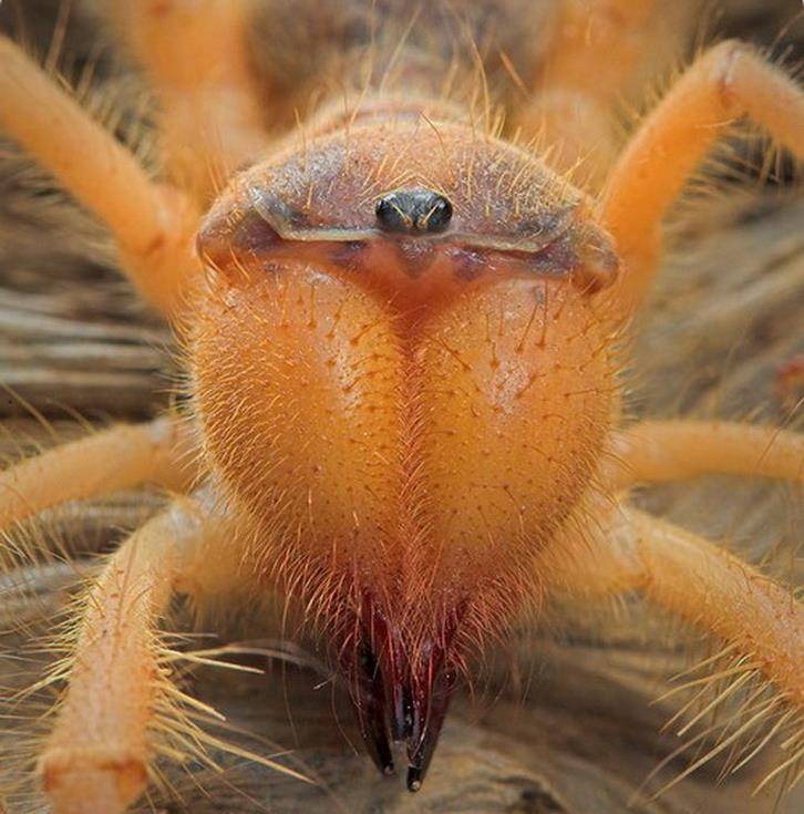 Сольпуга паук. описание, особенности, виды, образ жизни и среда обитания сольпуги